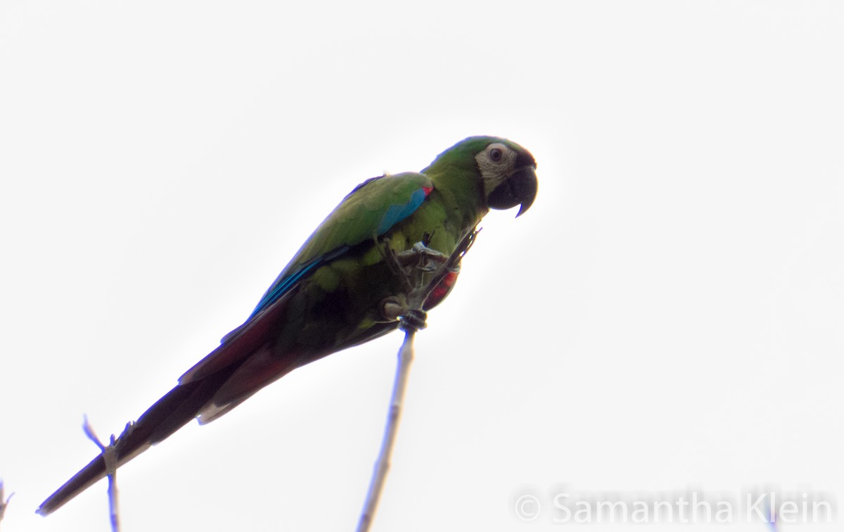 Chestnut-fronted Macaw - ML206065871