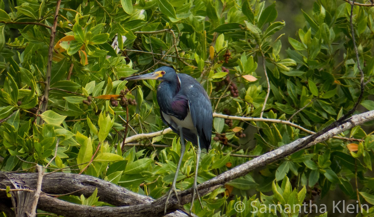 Tricolored Heron - ML206065891