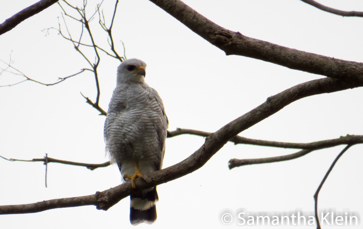 Gray-lined Hawk - ML206065901