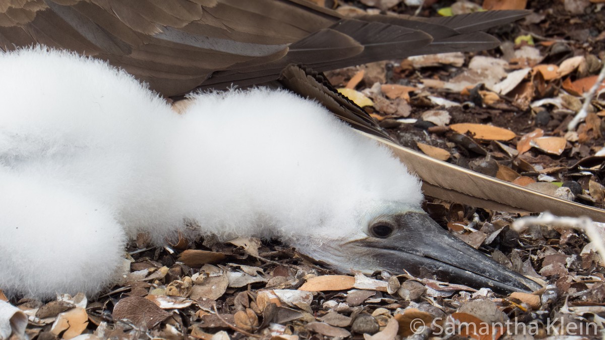 Blue-footed Booby - ML206066151