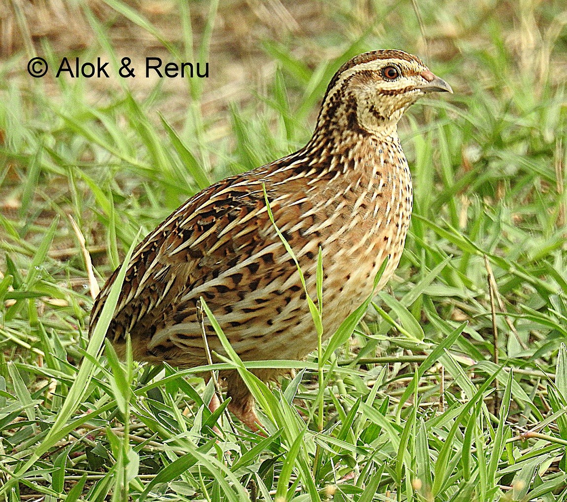 Rain Quail - Alok Tewari