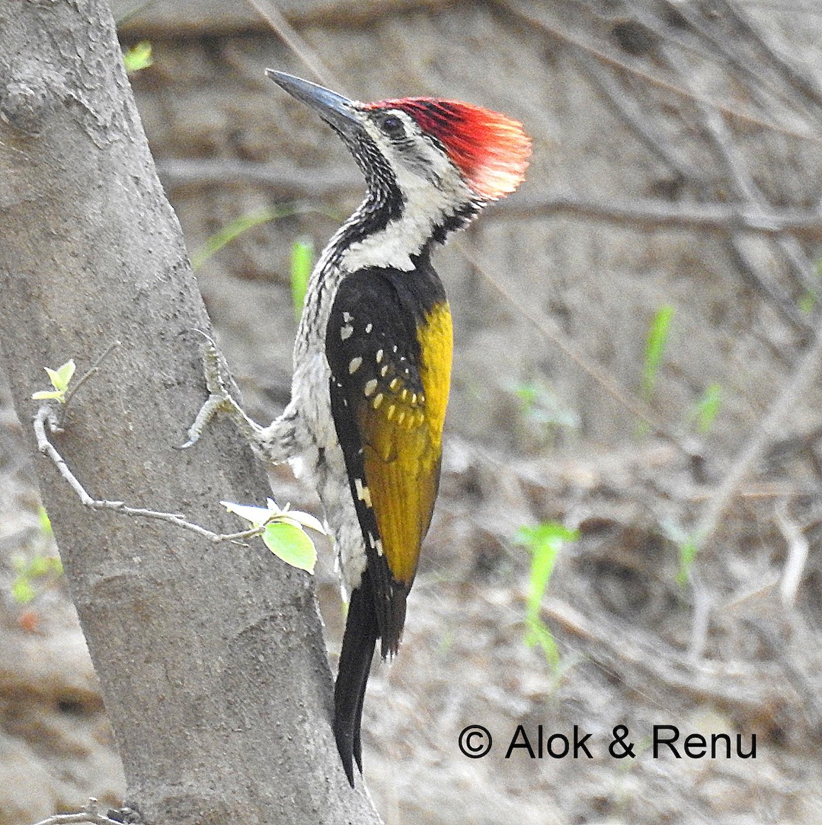 Black-rumped Flameback - ML206066431