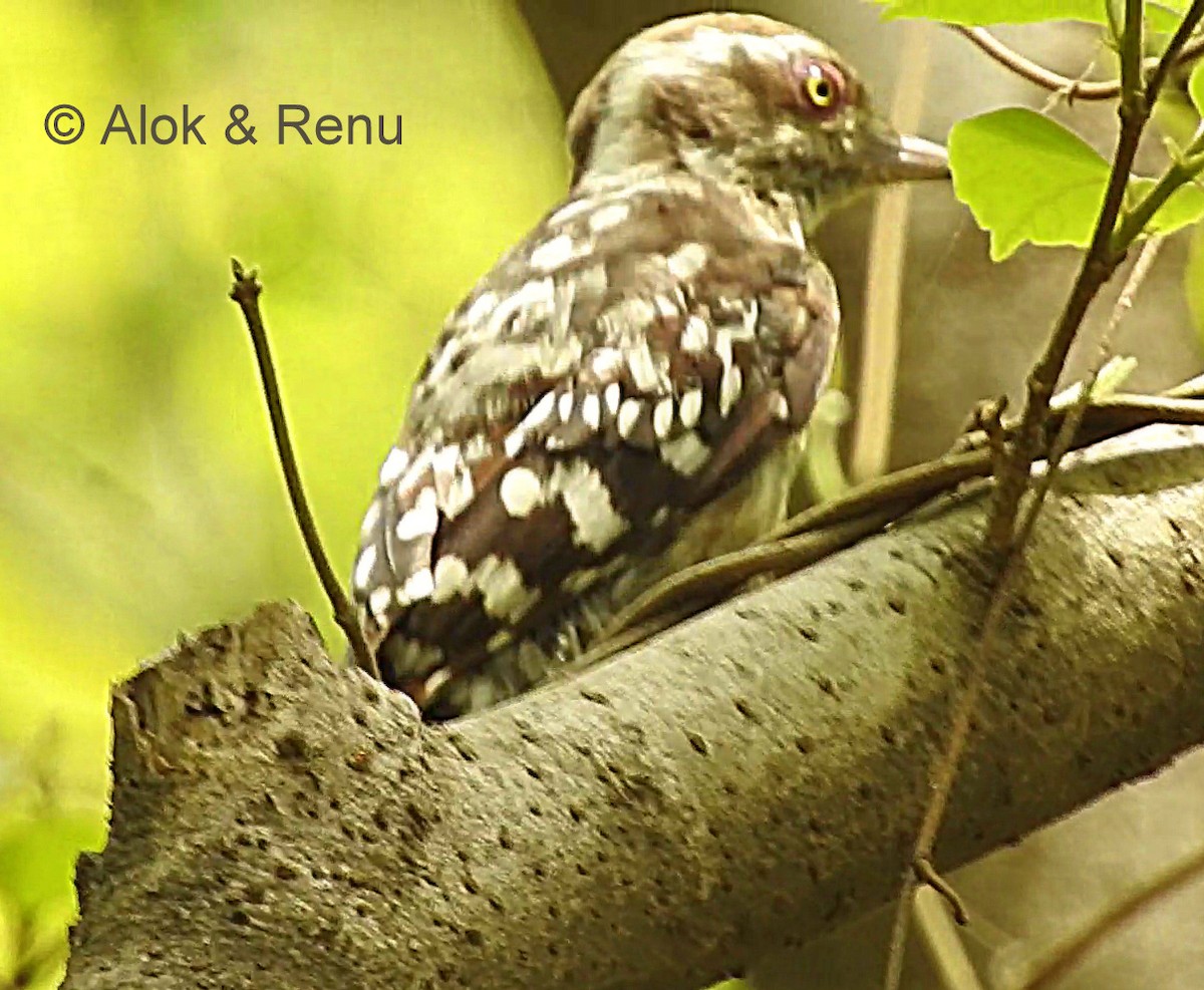 Brown-capped Pygmy Woodpecker - ML206066451