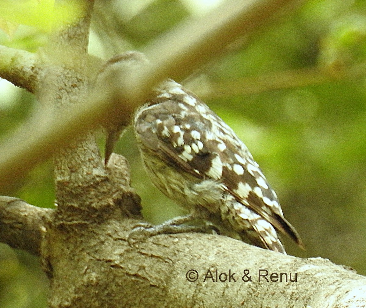 Brown-capped Pygmy Woodpecker - ML206066481