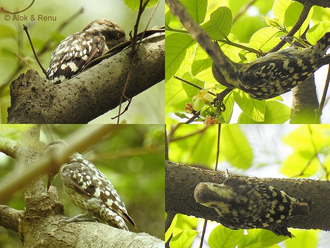 Brown-capped Pygmy Woodpecker - ML206066501