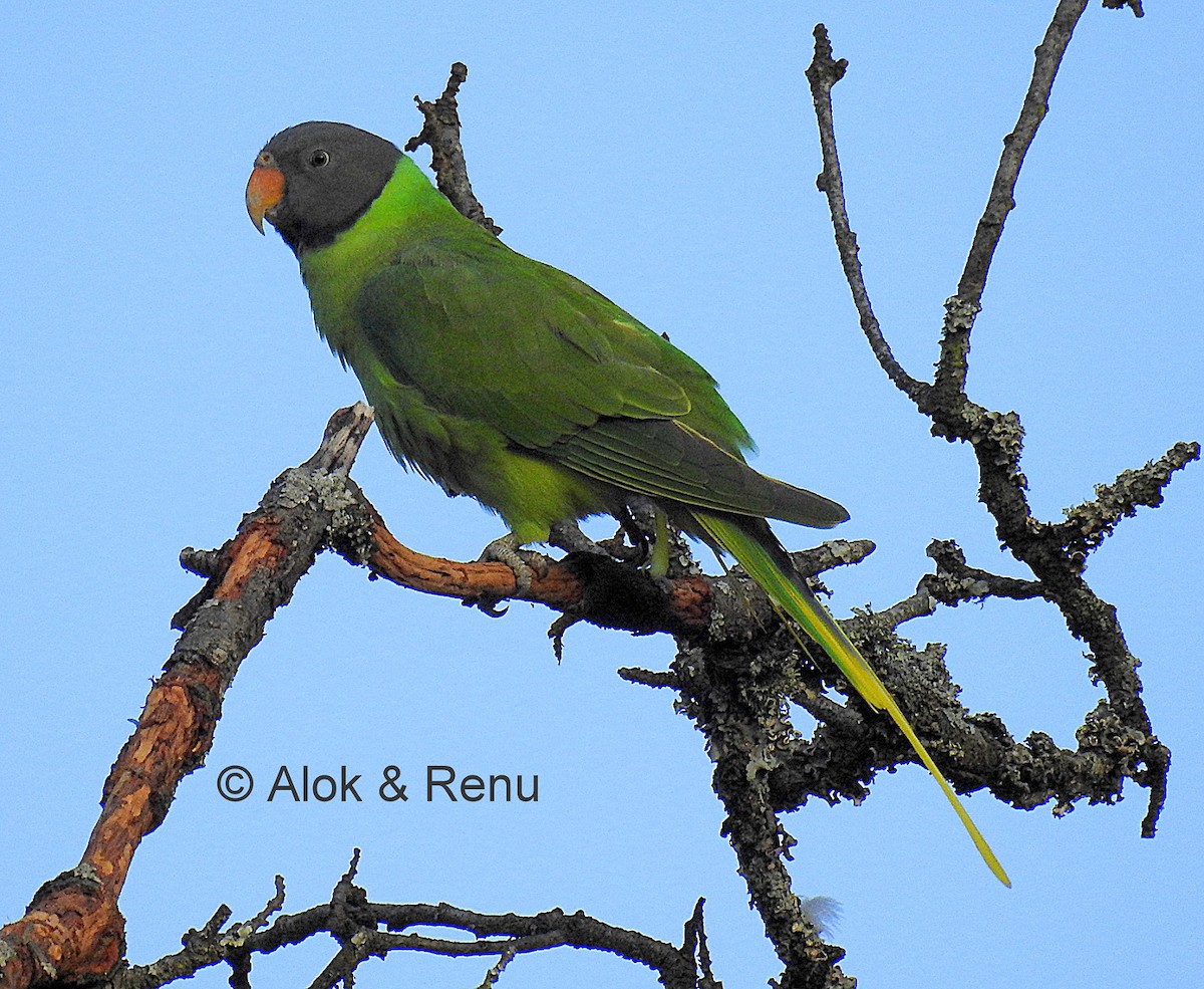 Slaty-headed Parakeet - Alok Tewari