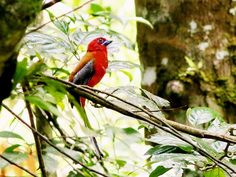 Red-headed Trogon - ML206067011