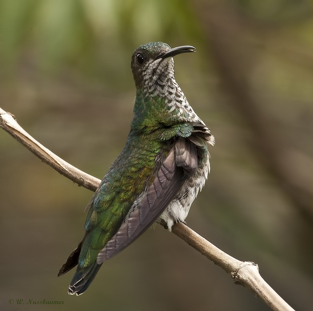 White-necked Jacobin - Walter Nussbaumer