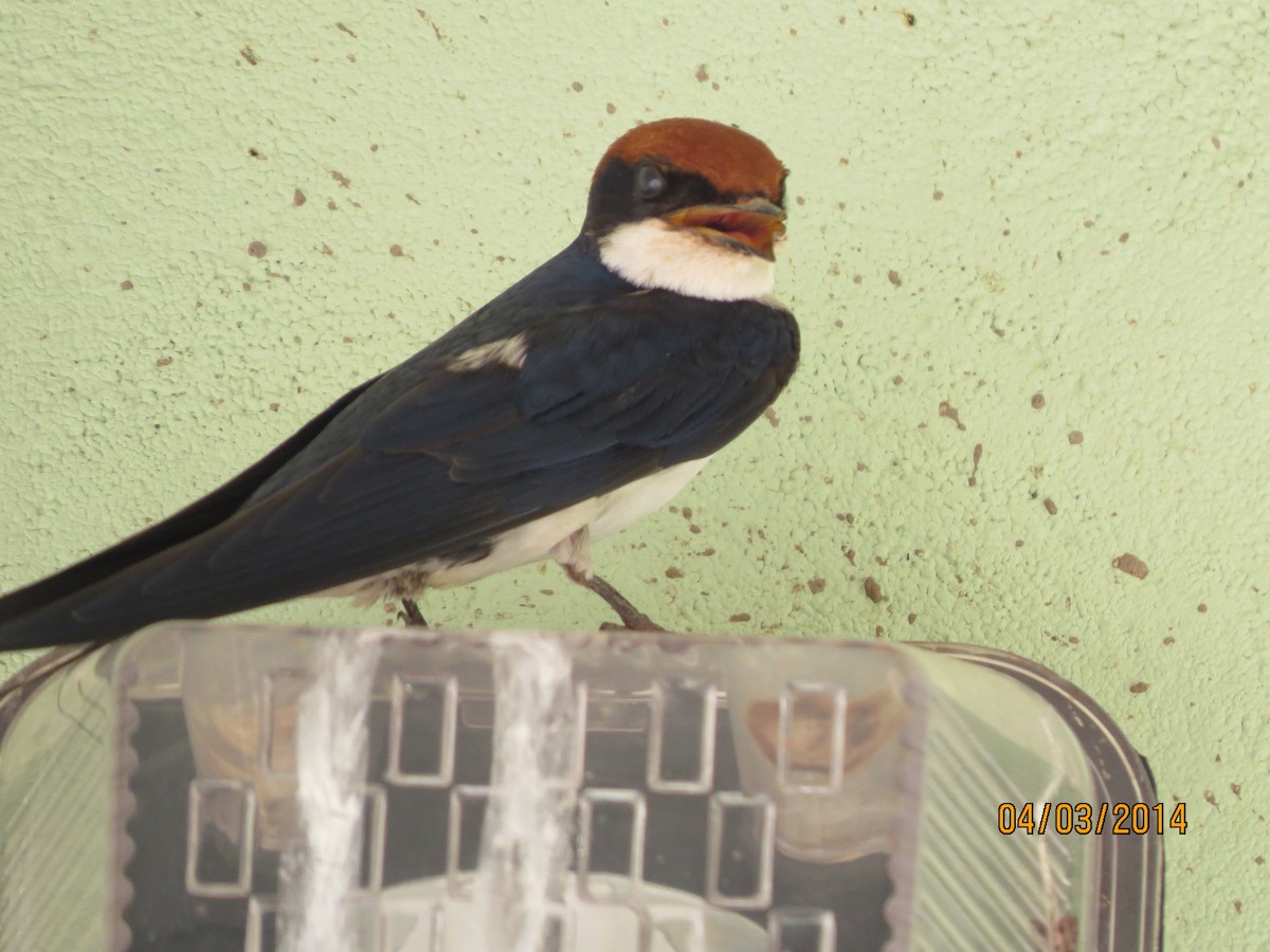 Wire-tailed Swallow - ML206067391