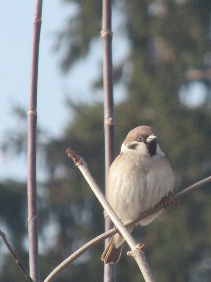 Eurasian Tree Sparrow - ML206067701