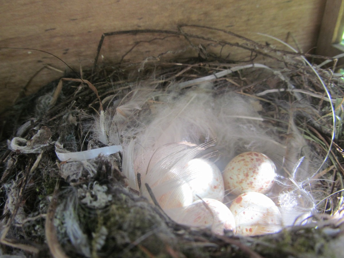 Spotted Flycatcher (Spotted) - ML206067781