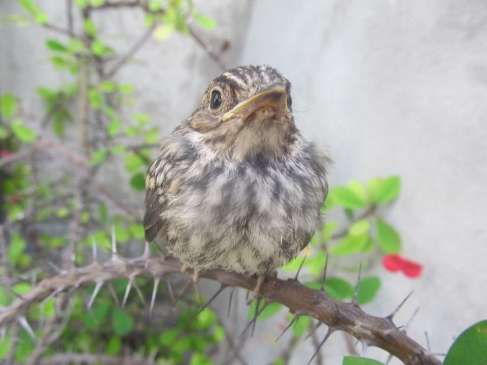 Spotted Flycatcher (Spotted) - ML206067881