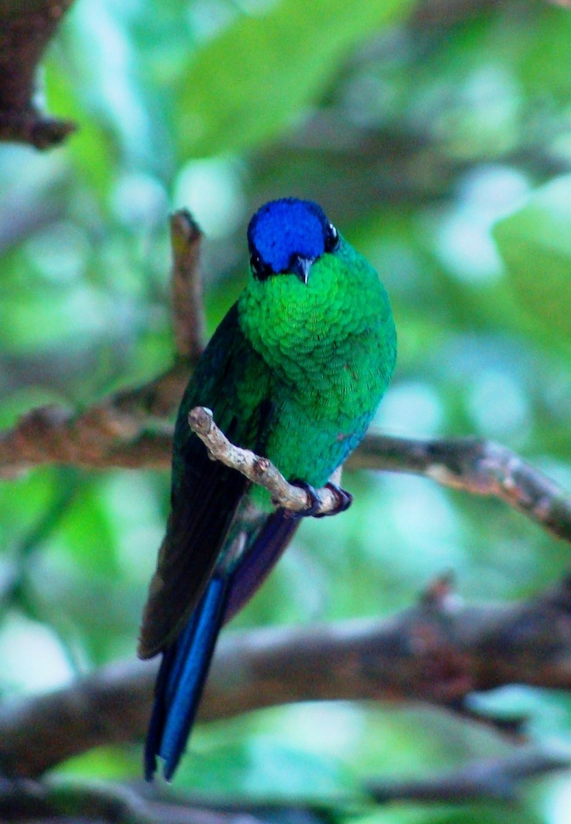 Violet-capped Woodnymph - ML206067981