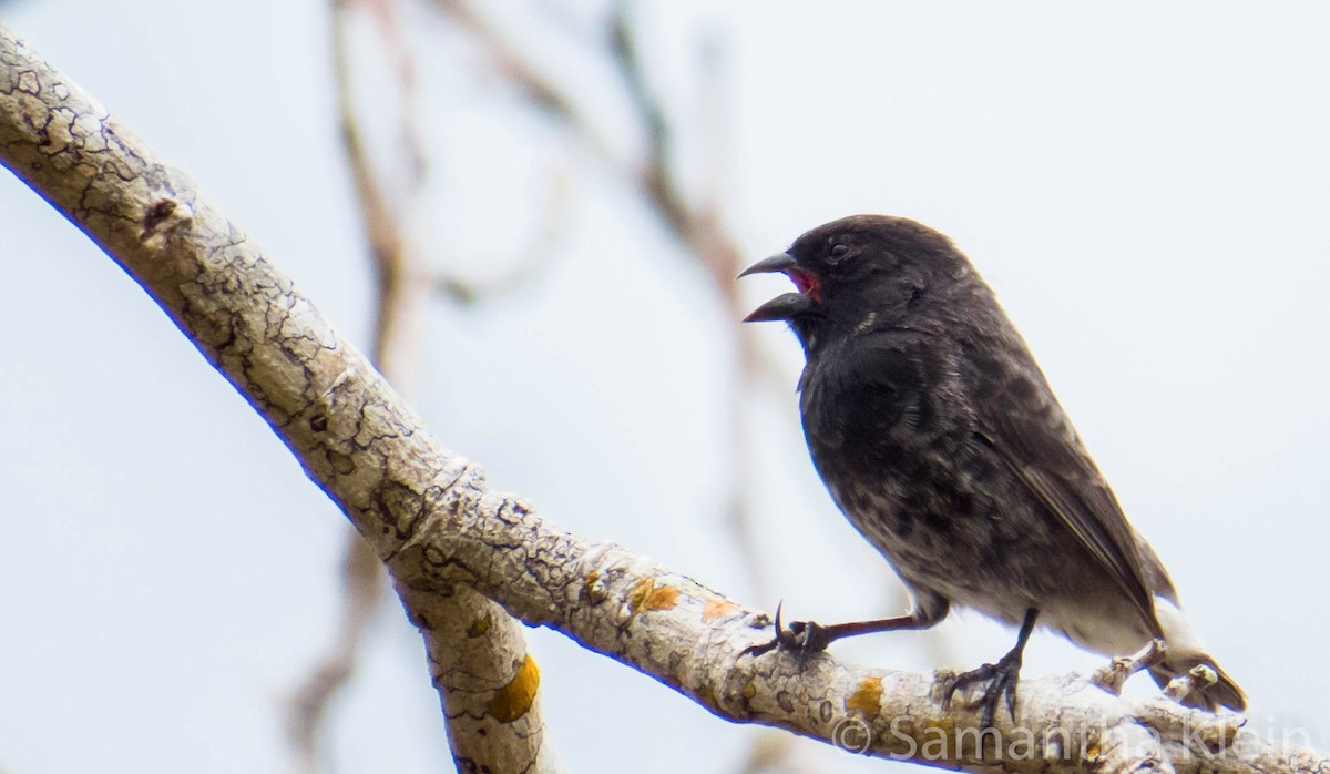 Small Tree-Finch - Samantha Klein