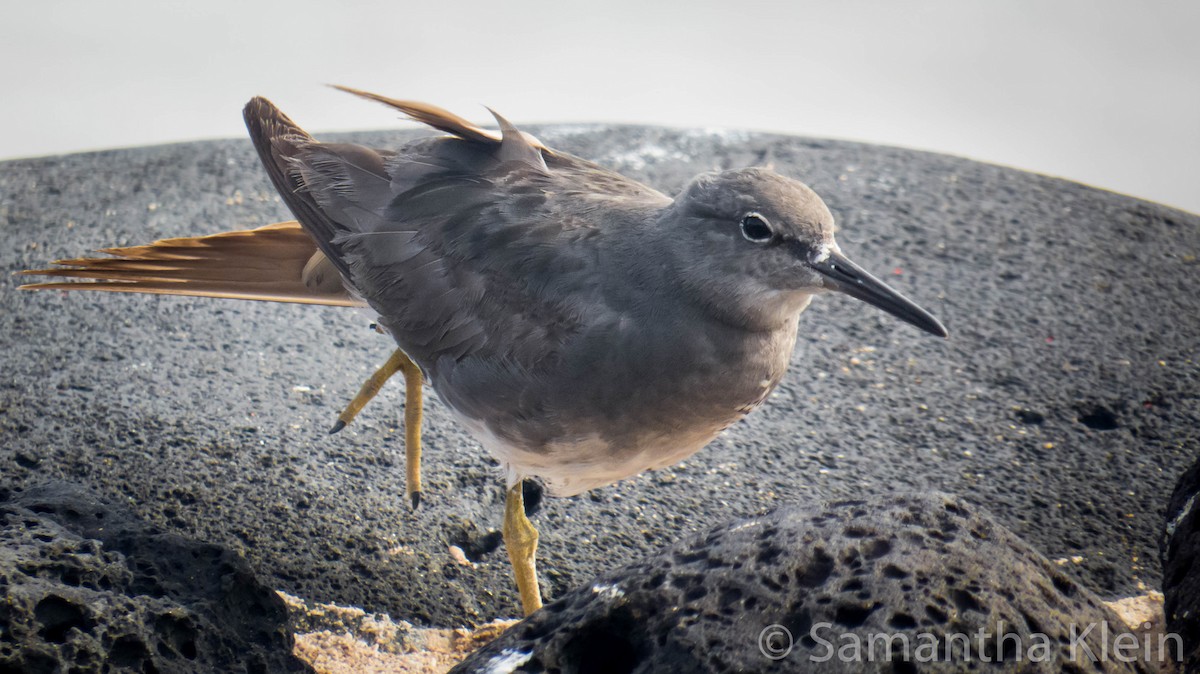 Wandering Tattler - ML206068321