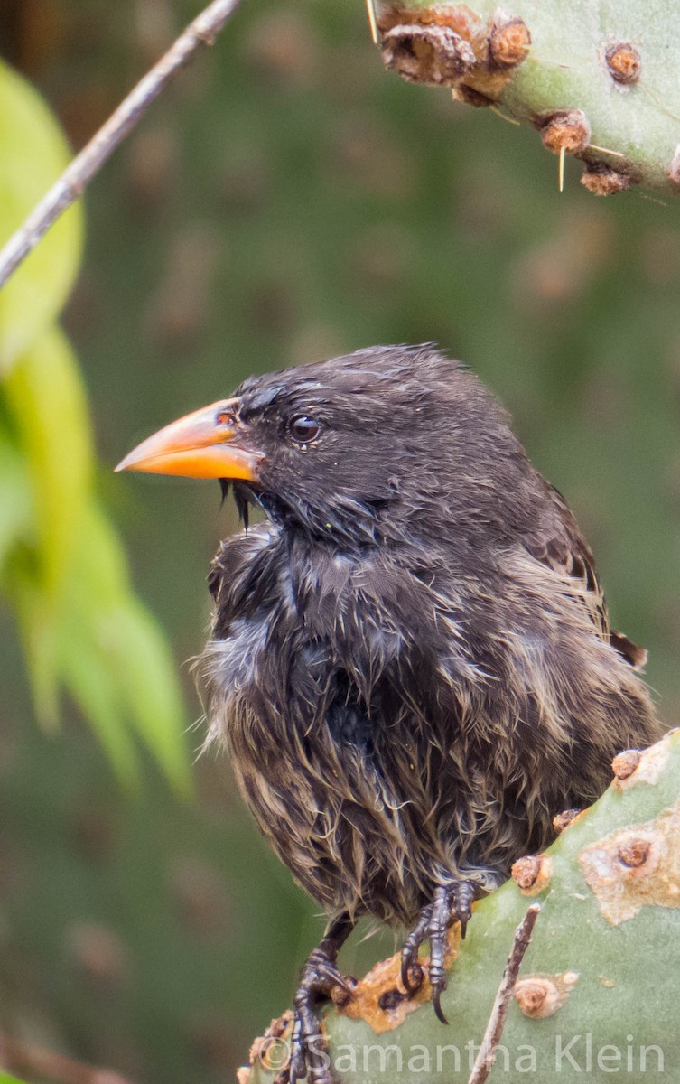 Common Cactus-Finch - ML206068341