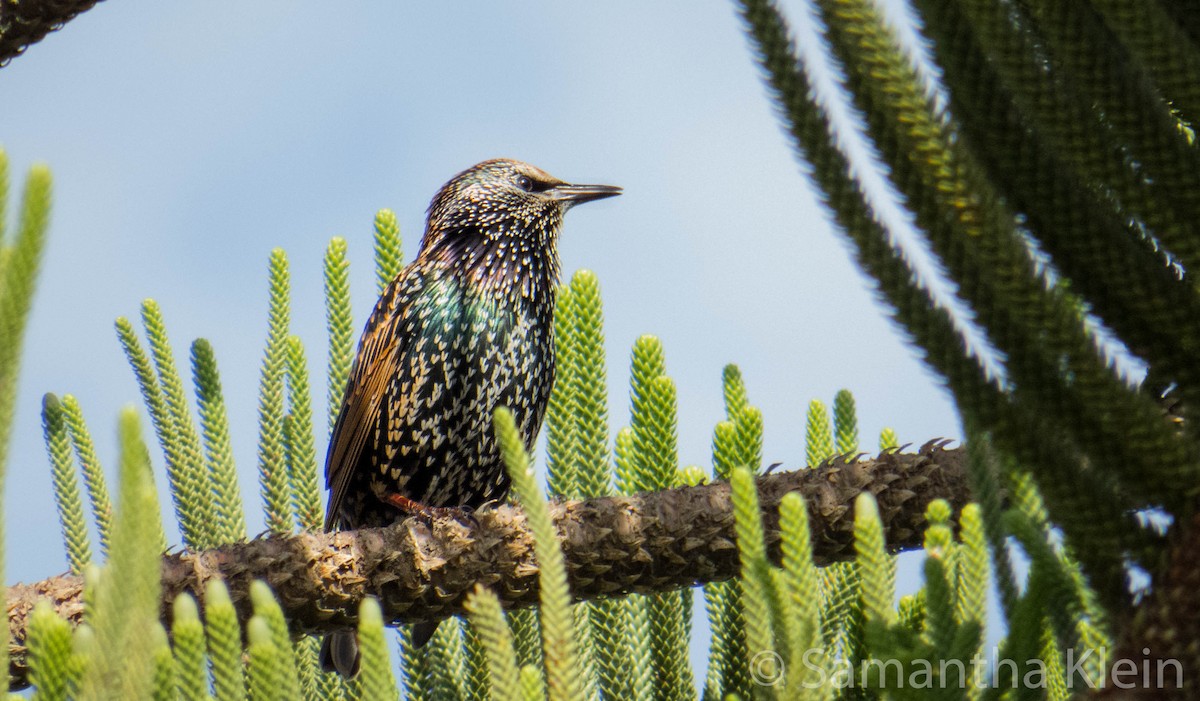 Storno - ML206068611