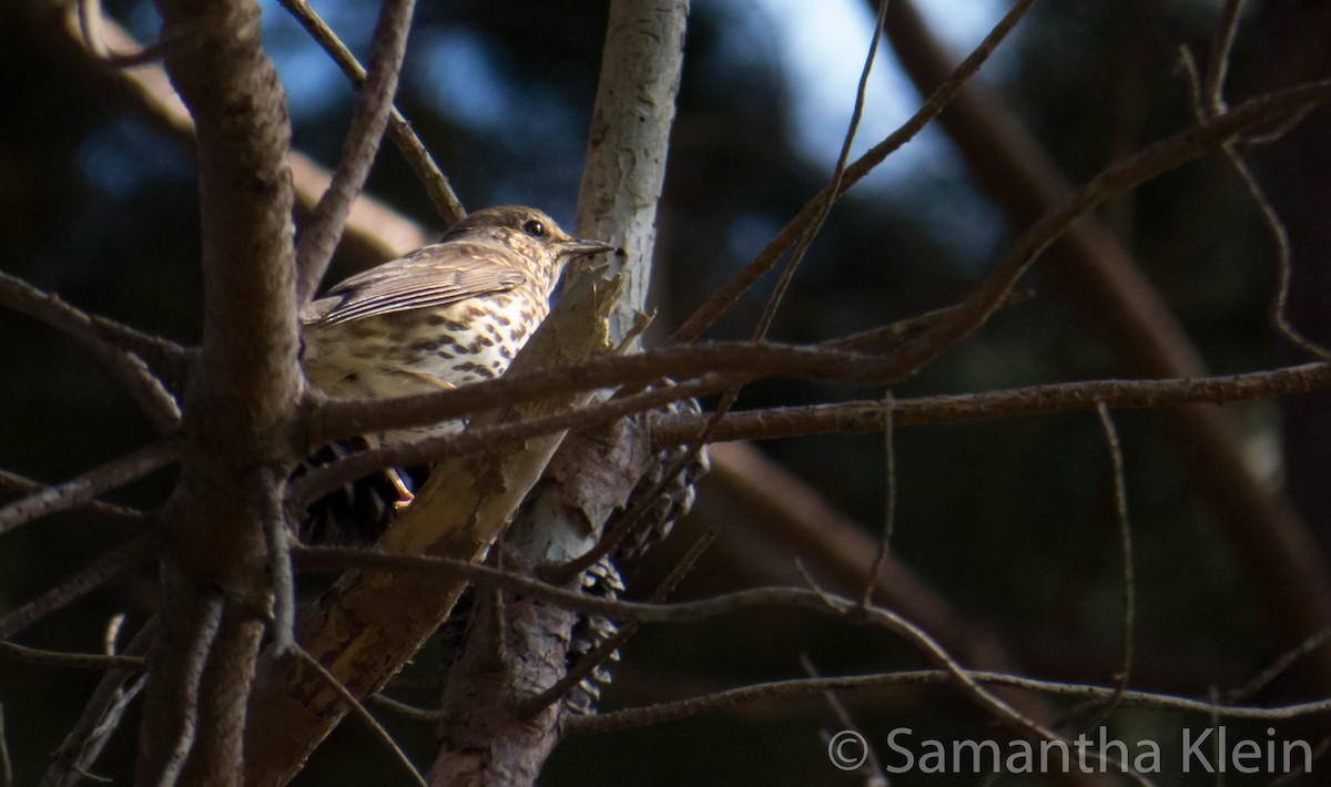 Tordo bottaccio - ML206068621