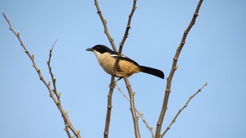 Southern Boubou - Shane Dollman