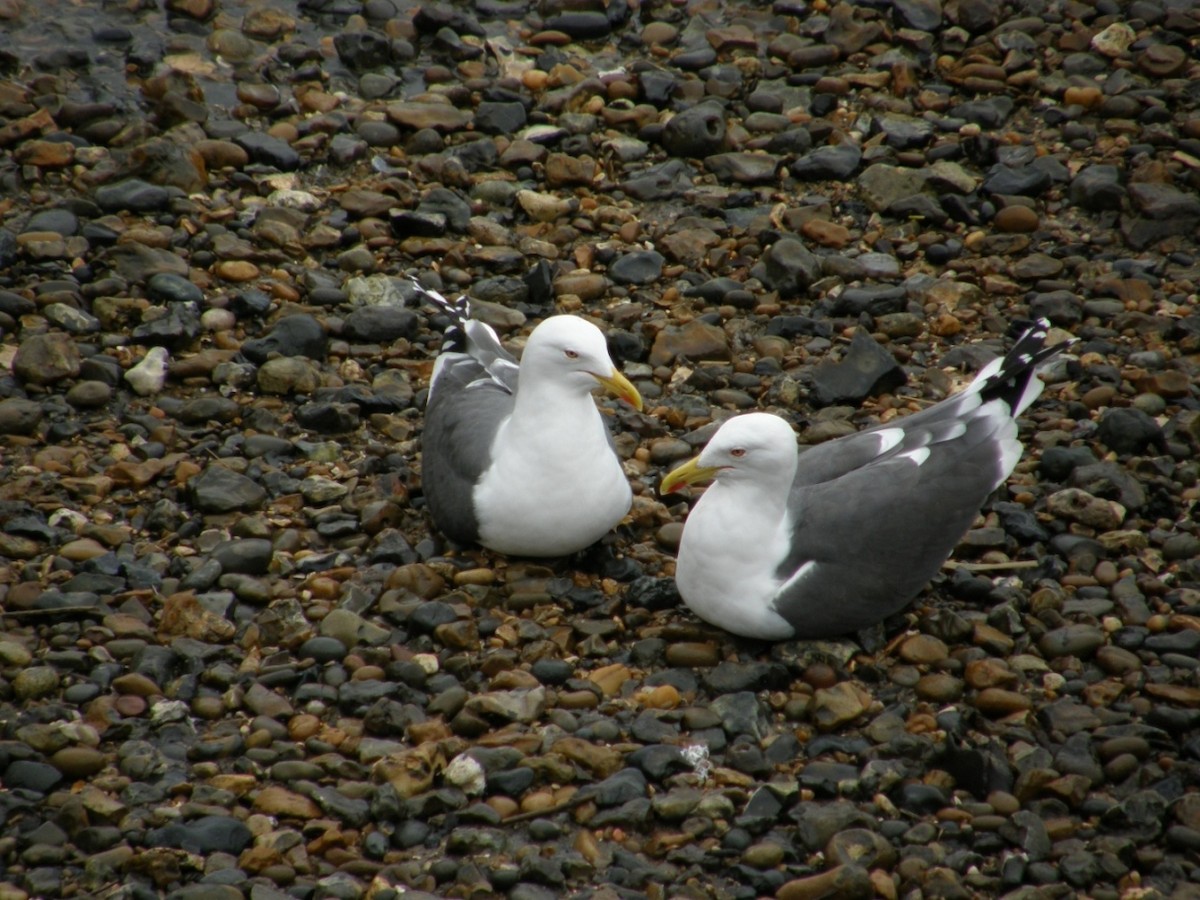 Lesser Black-backed Gull (graellsii) - Grand Brigitte