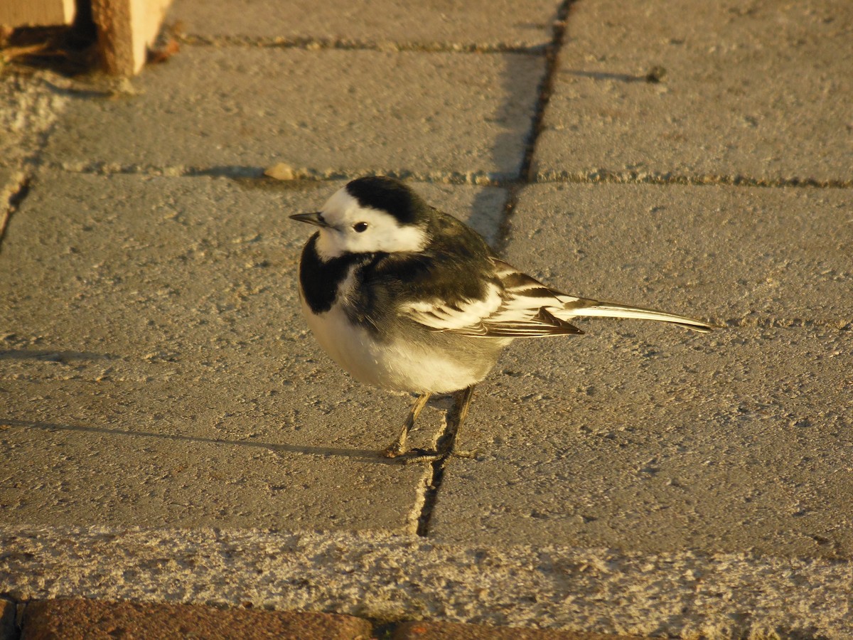 Lavandera Blanca (yarrellii) - ML206069091