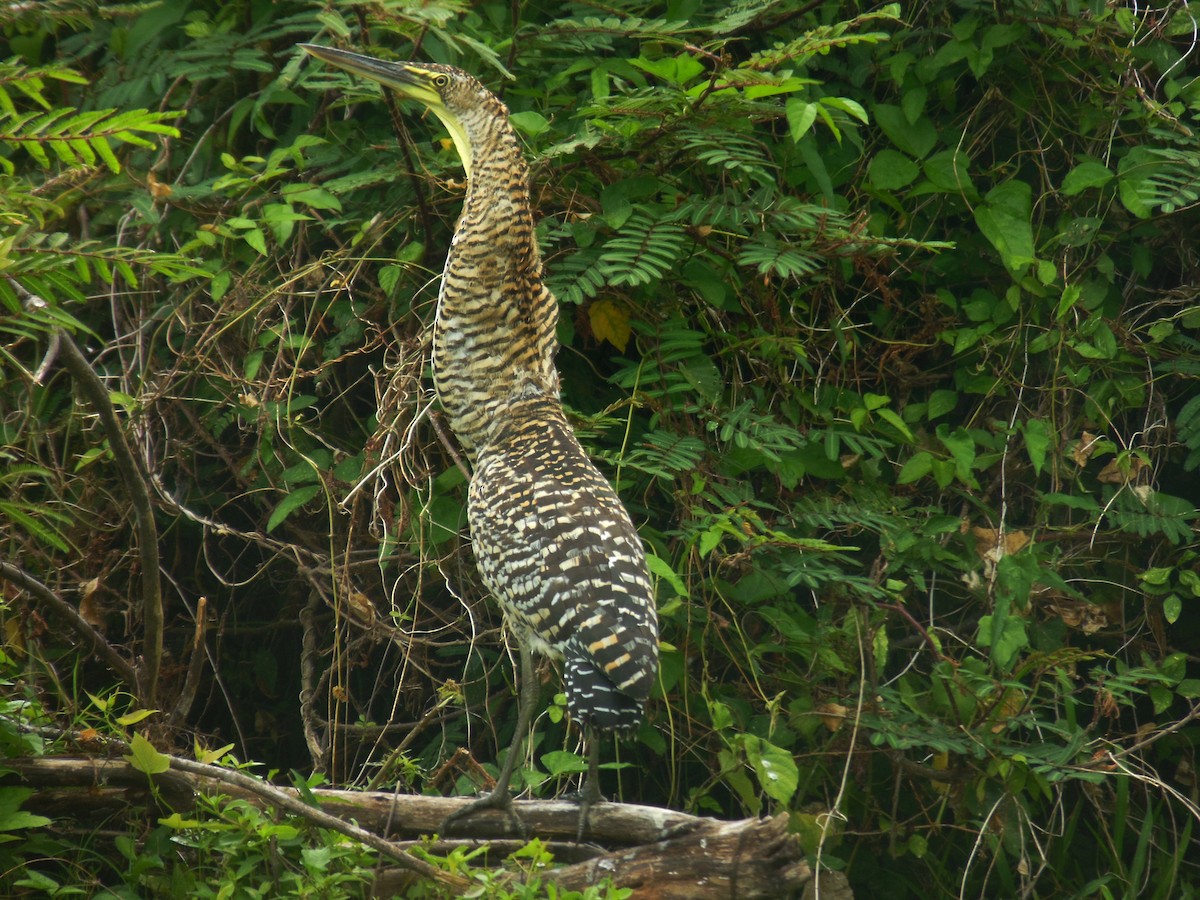 Bare-throated Tiger-Heron - ML206069101