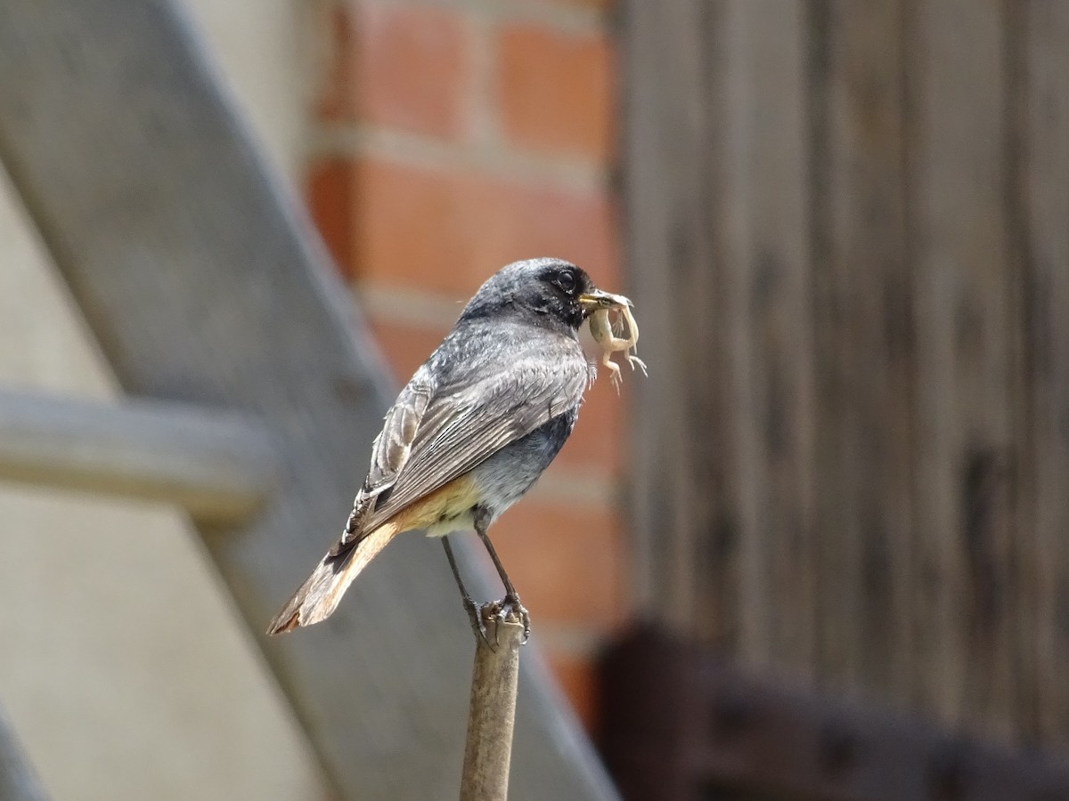 Мойлон гал сүүлт - ML206069111