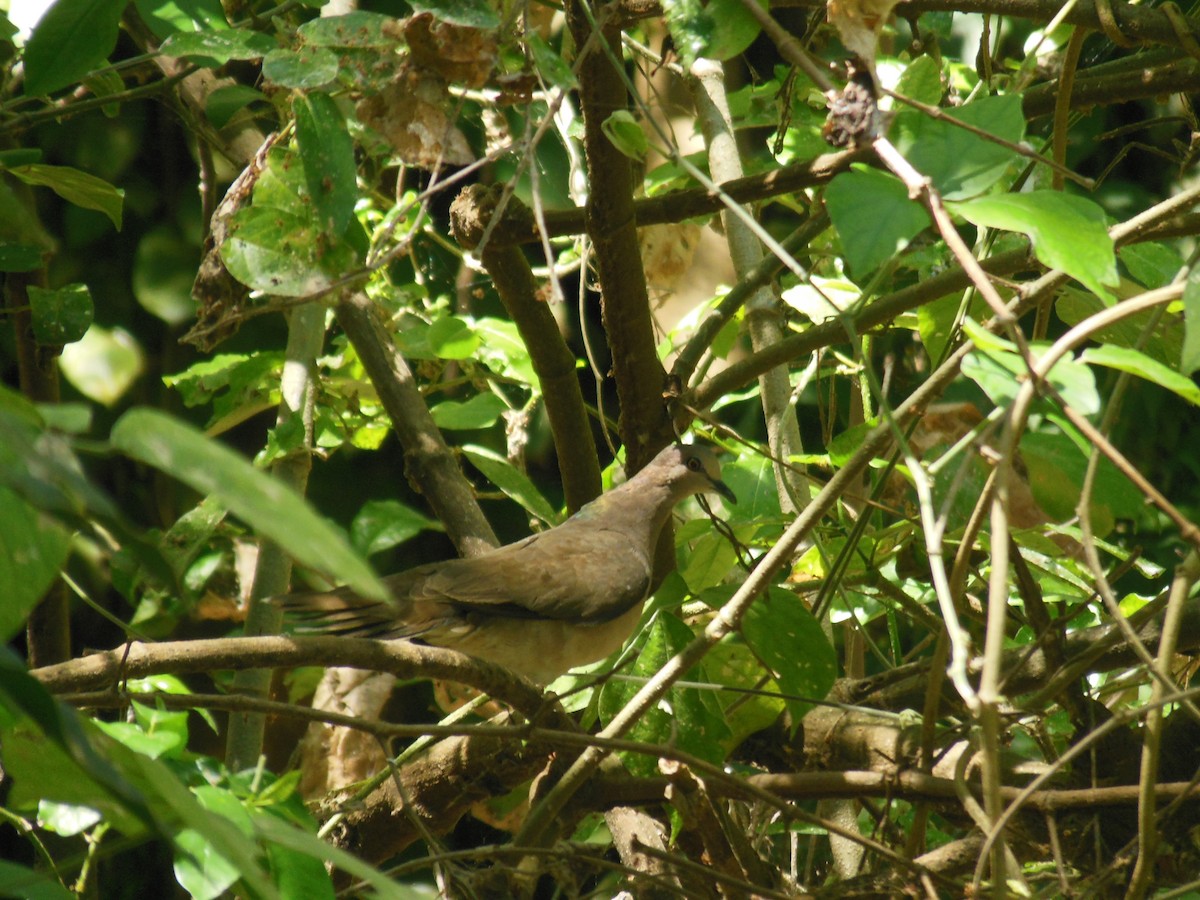 White-tipped Dove (White-tipped) - ML206069121