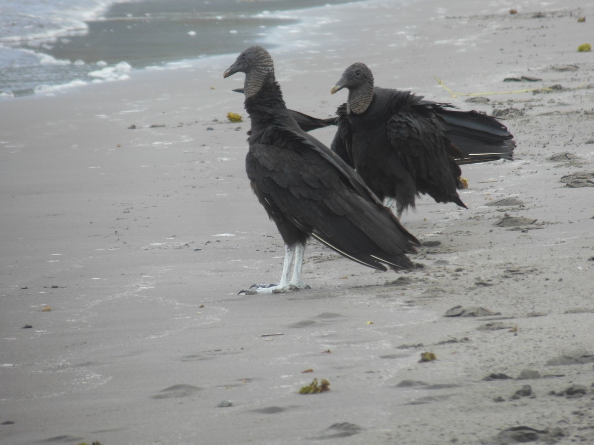 Black Vulture - ML206069131