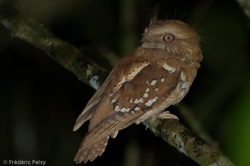 Philippine Frogmouth - Frédéric PELSY