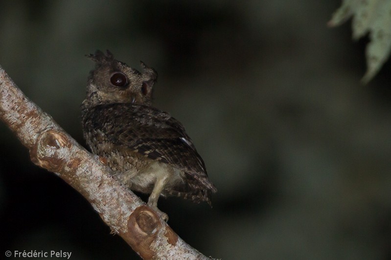 Everett's Scops-Owl - ML206069301