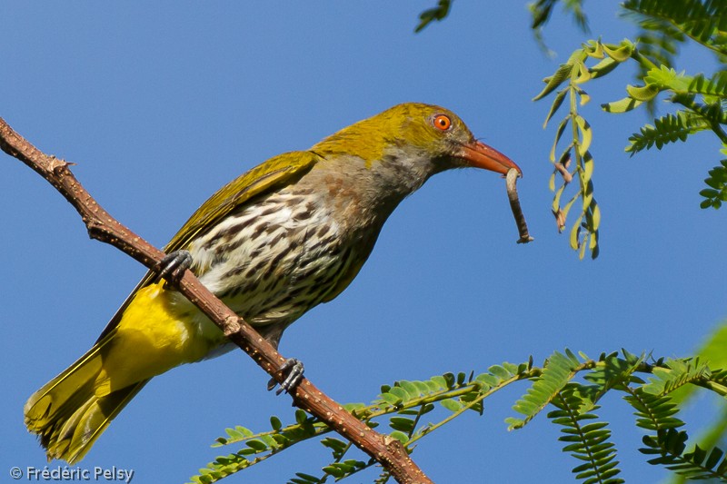 Philippine Oriole - Frédéric PELSY