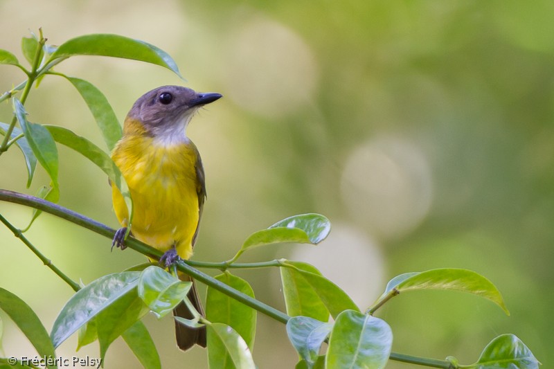 Yellow-bellied Whistler - ML206069451