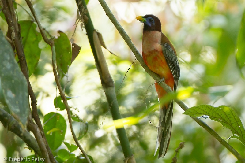 Trogon des Philippines - ML206069471