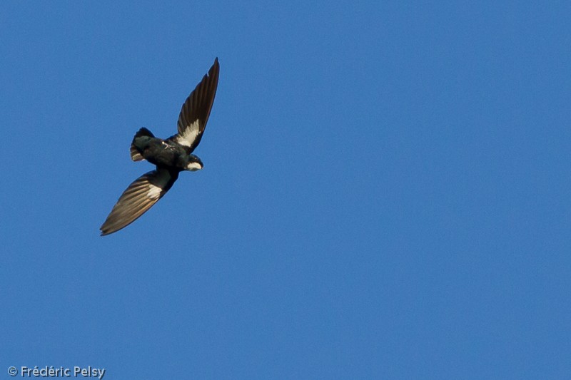 Philippine Spinetail - Frédéric PELSY