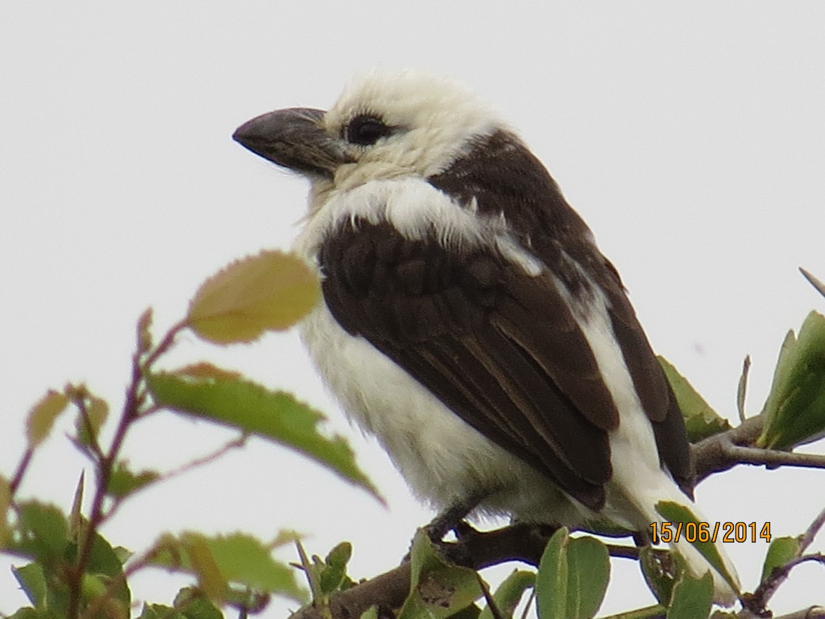 Ak Başlı Barbet (senex) - ML206069651