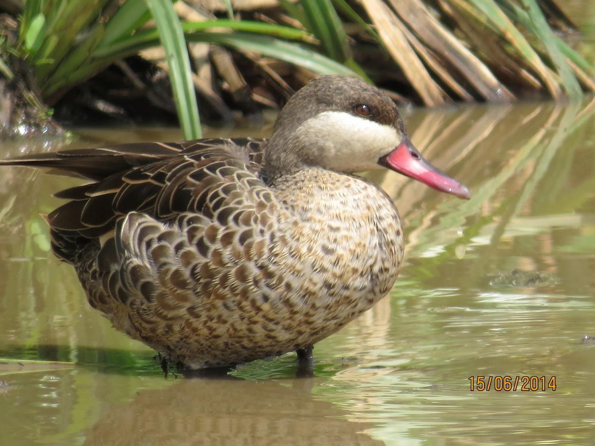 Red-billed Duck - ML206069671