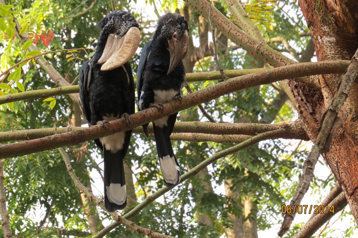 Silvery-cheeked Hornbill - ML206069901