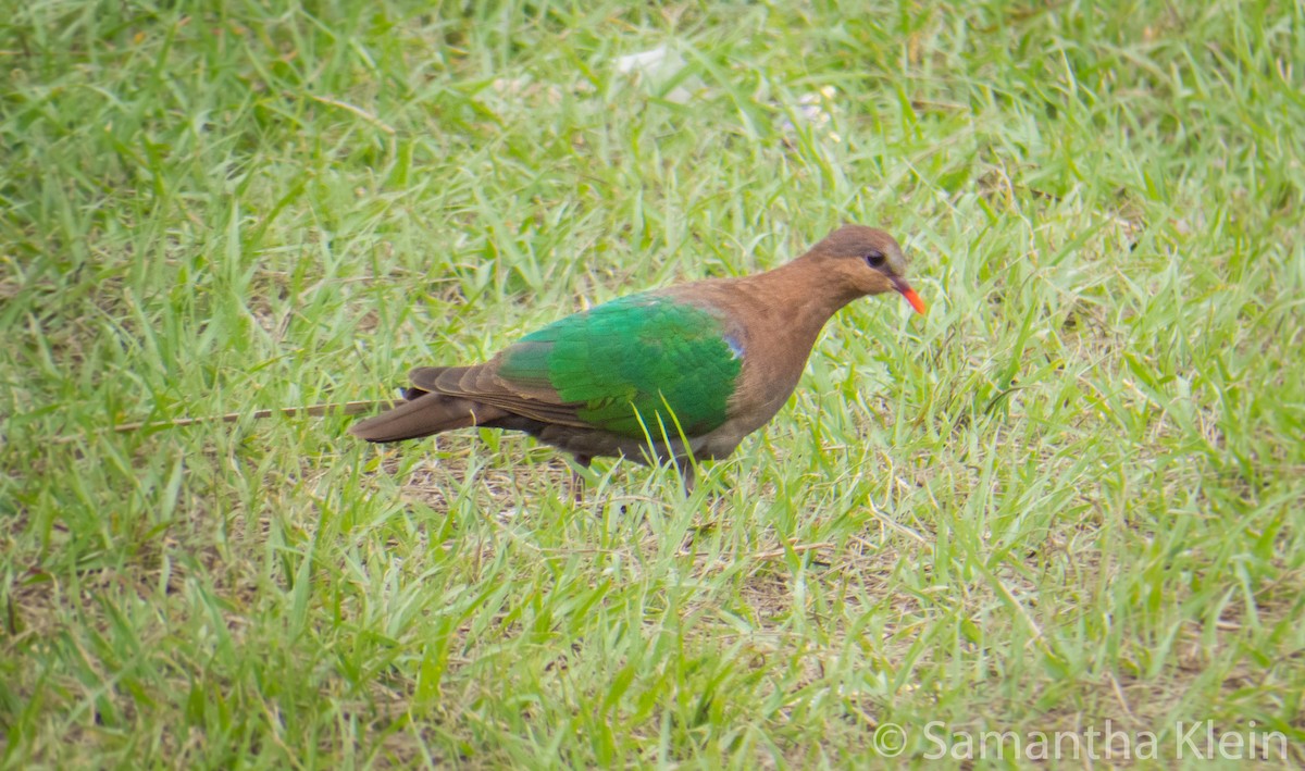 Pacific Emerald Dove - ML206070801