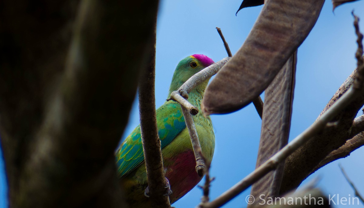 Red-bellied Fruit-Dove - ML206070851