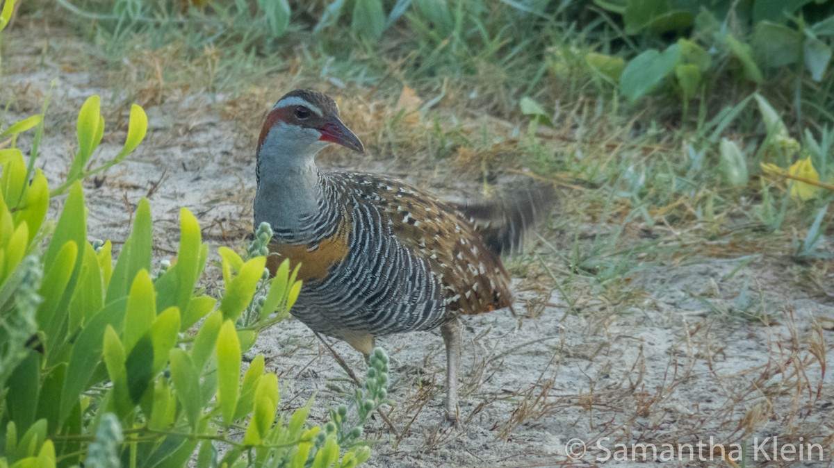 Buff-banded Rail - ML206070921