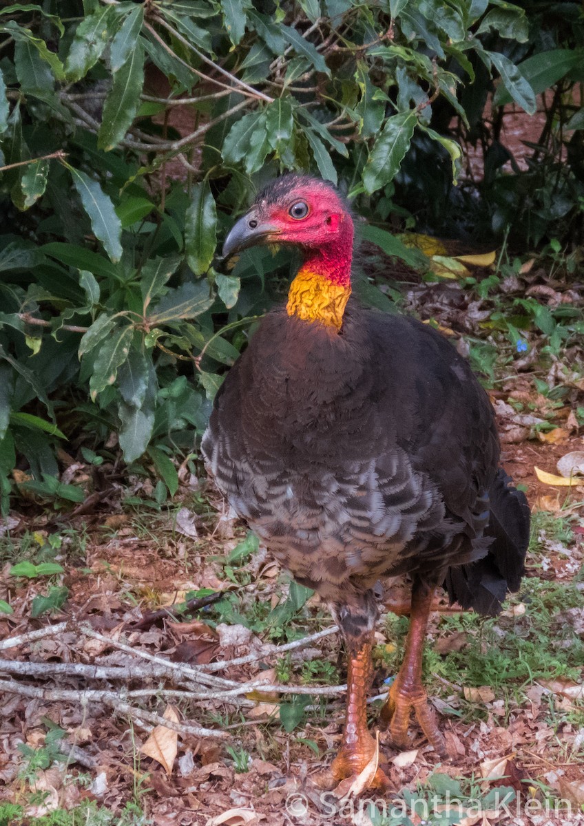 Australian Brushturkey - ML206070961