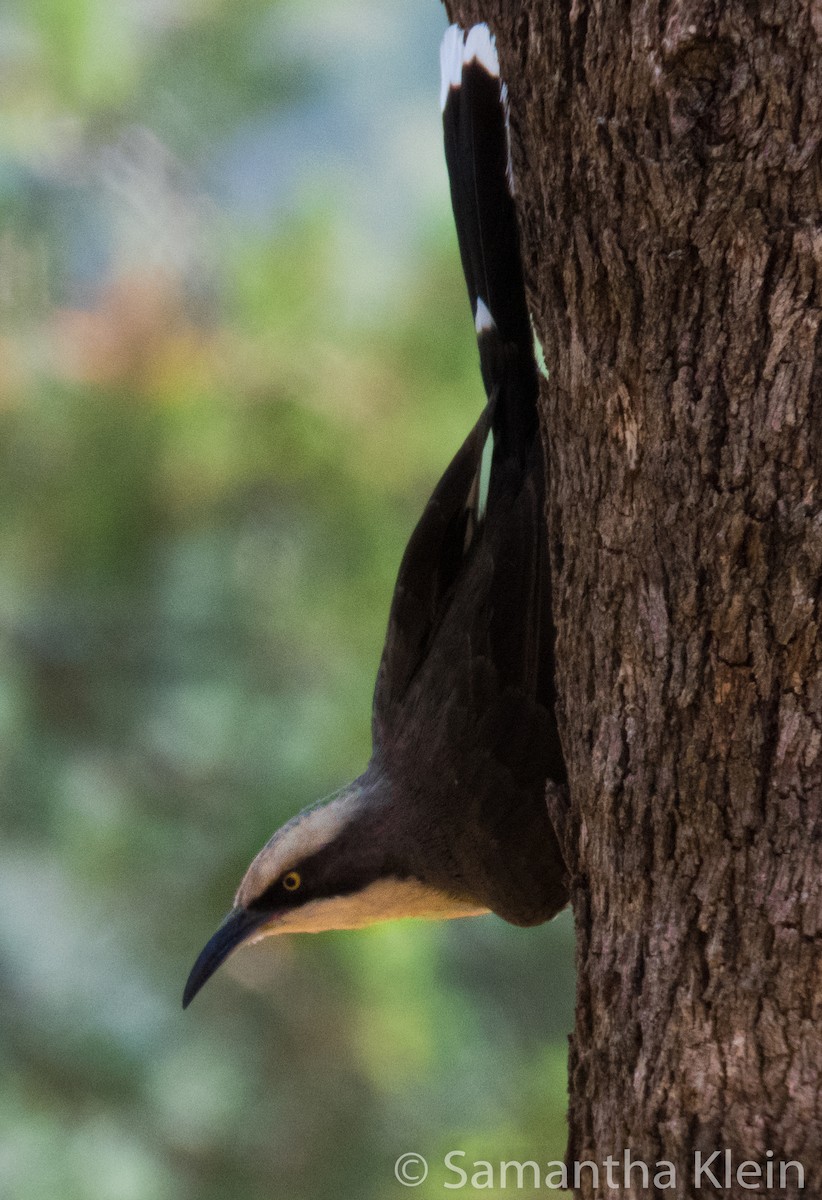Gray-crowned Babbler - ML206071171