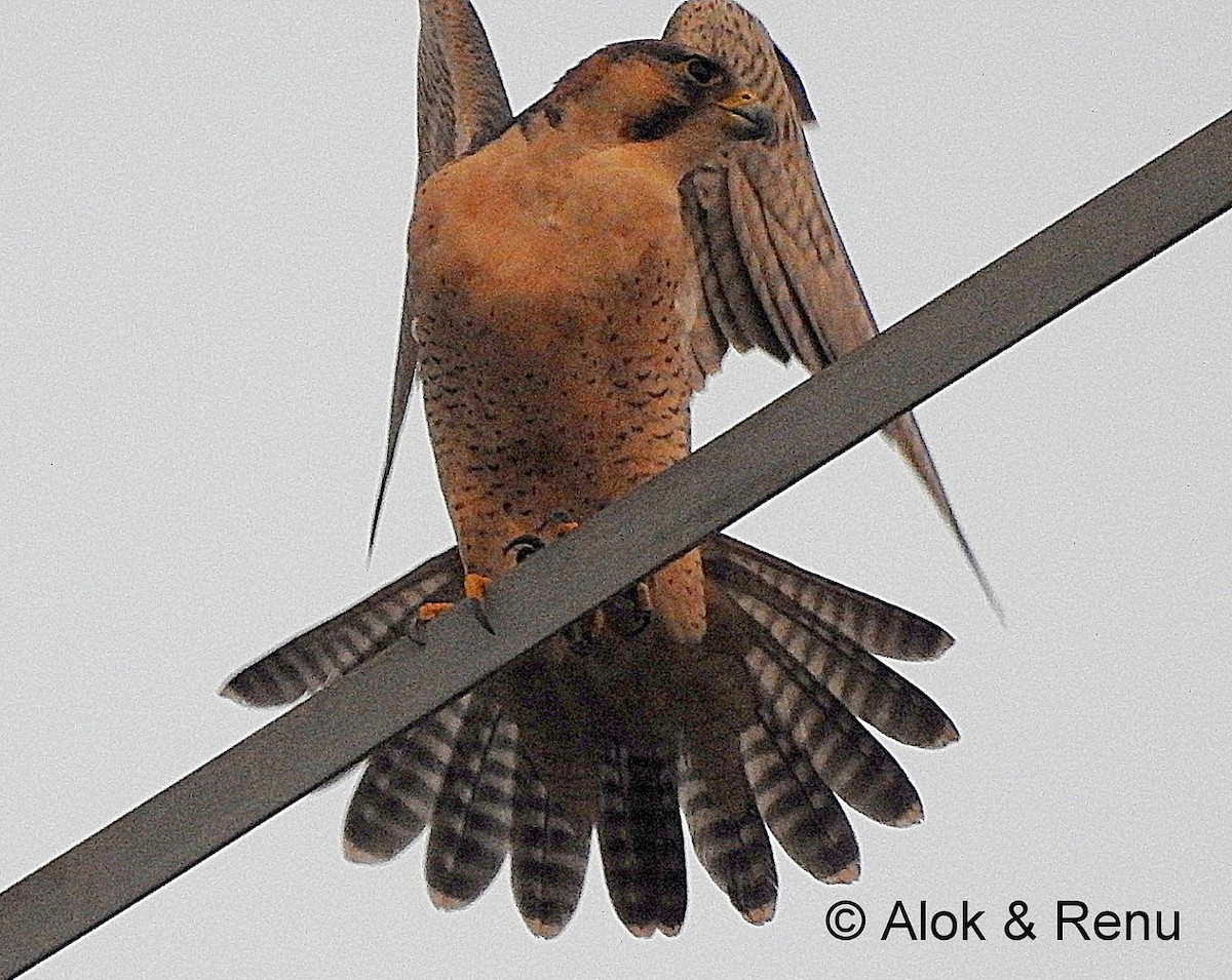 Peregrine Falcon (Shaheen) - ML206071501