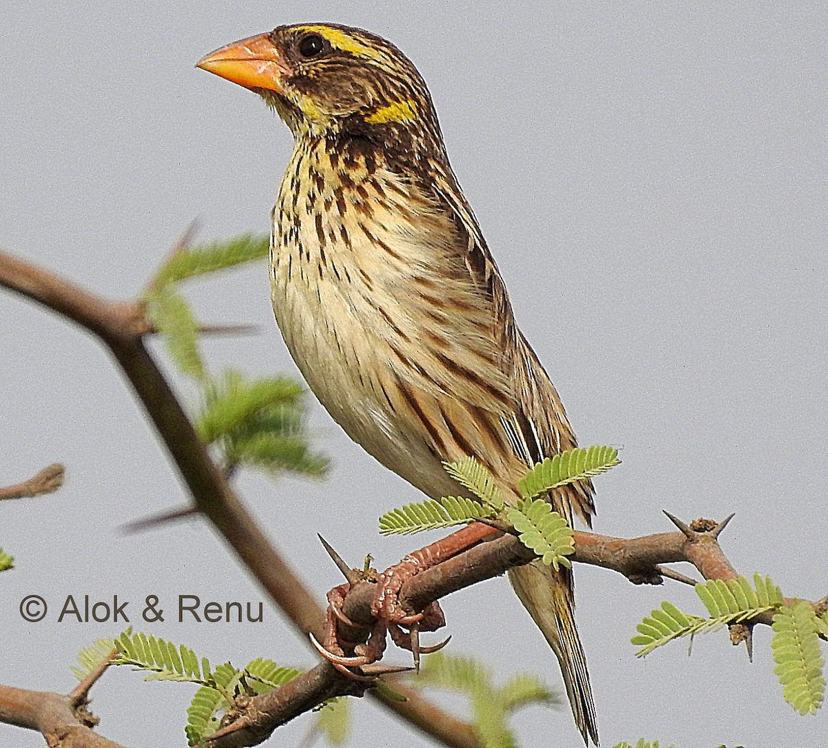 Streaked Weaver - ML206071511