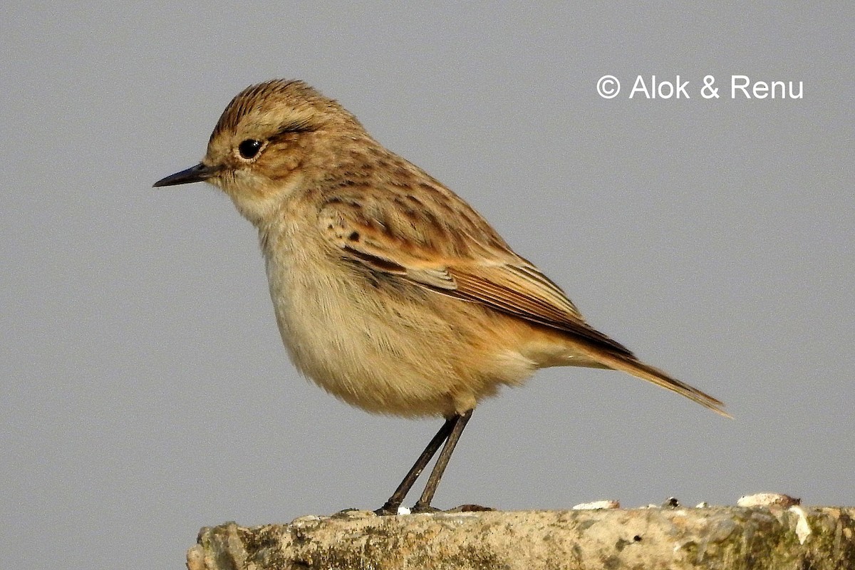 White-browed Bushchat - Alok Tewari