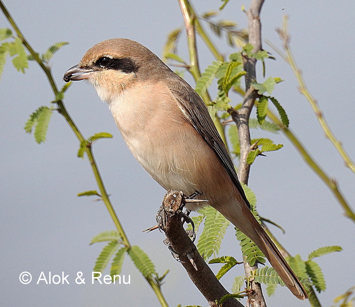 モウコアカモズ（arenarius／tsaidamensis） - eBird