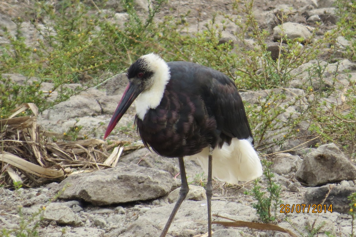 African Woolly-necked Stork - James Kashangaki