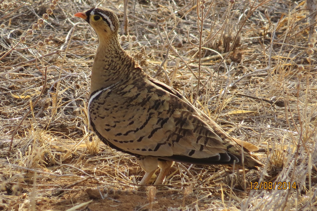 Black-faced Sandgrouse - James Kashangaki