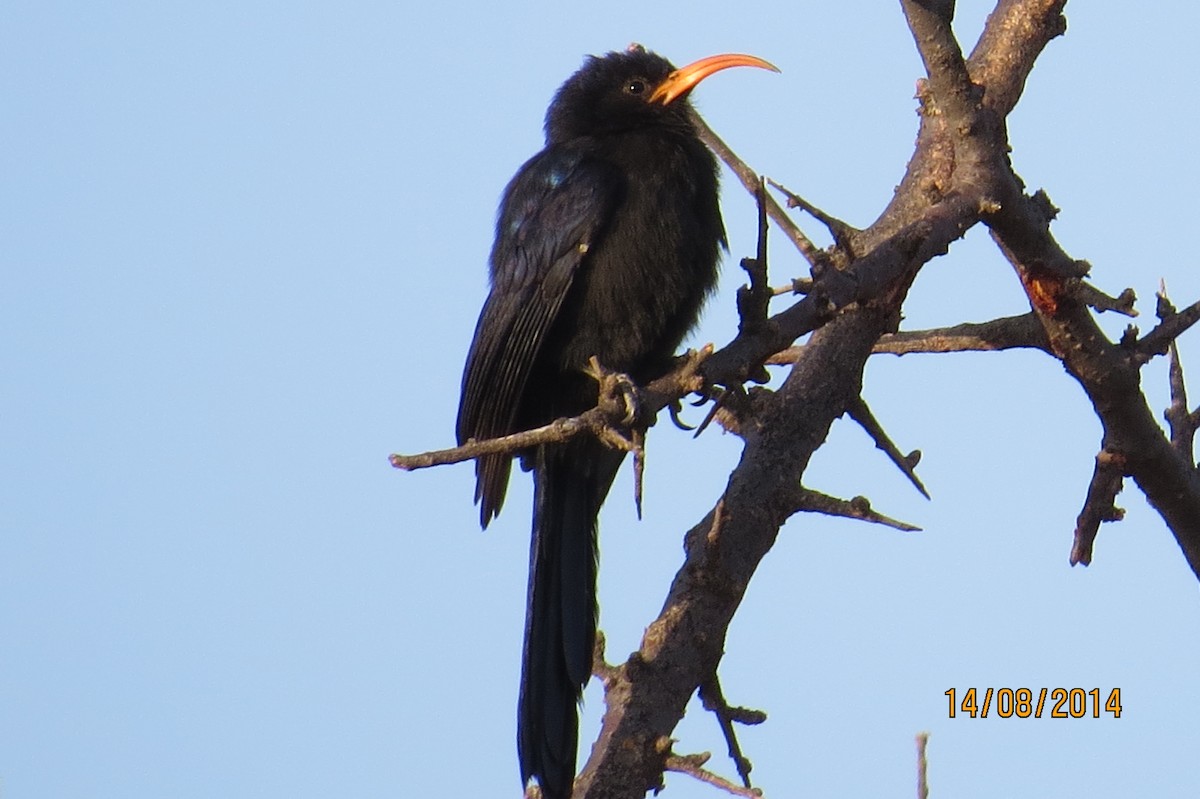 Abyssinian Scimitarbill - ML206072261